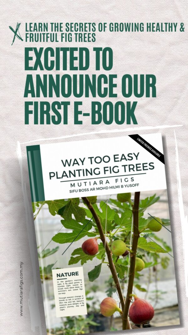 EBOOK "WAY TOO EASY PLANTING FIG TREES"