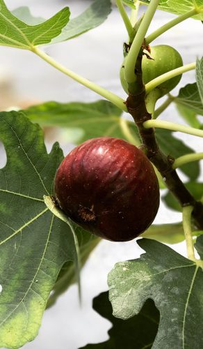 Our Story – Mutiara Figs