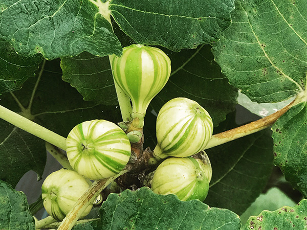 Fig Farm Mutiara Figs