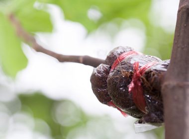 close-up-of-air-layering-figs-tree