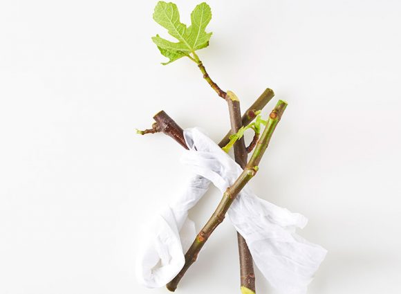 fig-tree-cuttings-top-view-on-white-background