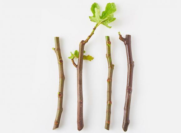 fig-tree-cuttings-top-view-on-white-background-turca-italy-fig